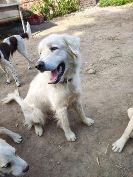 SAM -toller Maremmano Rüde-