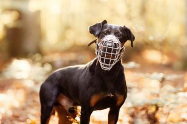 Foxy-Charakterhund sucht klare Führung