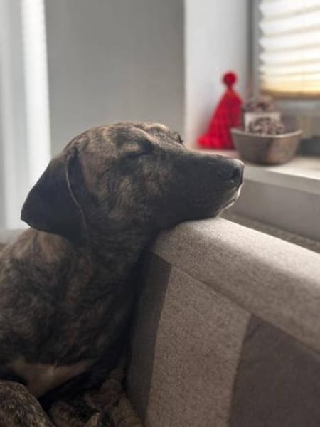 Arnie nun Archie sucht neues Zuhause