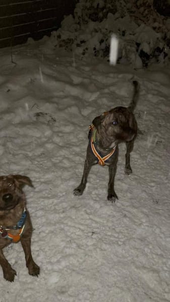 Arnie nun Archie sucht neues Zuhause