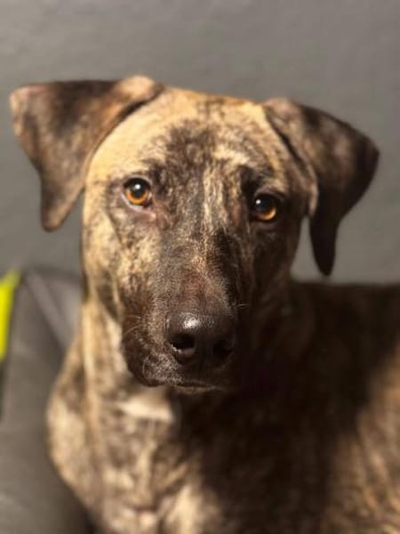 Arnie nun Archie sucht neues Zuhause