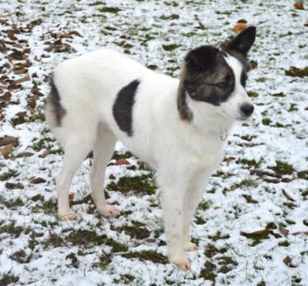 Bobo sucht liebe Menschen