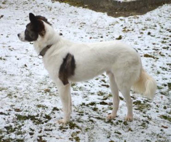 Bobo sucht liebe Menschen