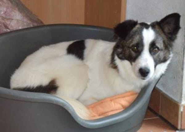 Bobo sucht liebe Menschen