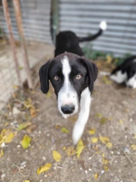 Rex wartet auf eine Familie