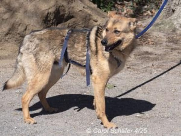 Omyx ist schüchtern und zurückhaltend