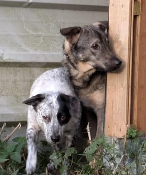 Schüchterner Dante sucht seinen Menschen