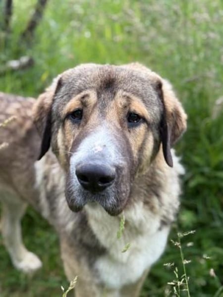 BENNO -aufgeschlossener Alabai Rüde