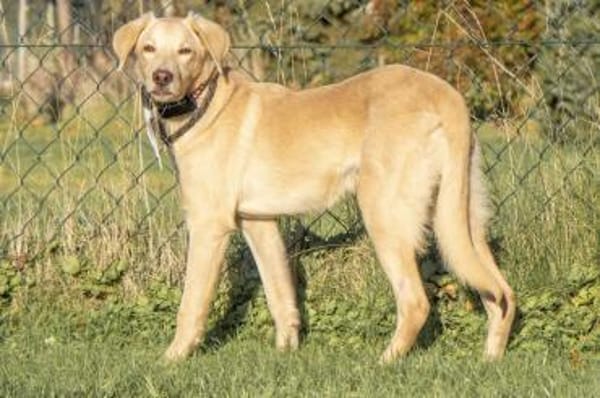 Lucio - wartet in 45549 Sprockhövel