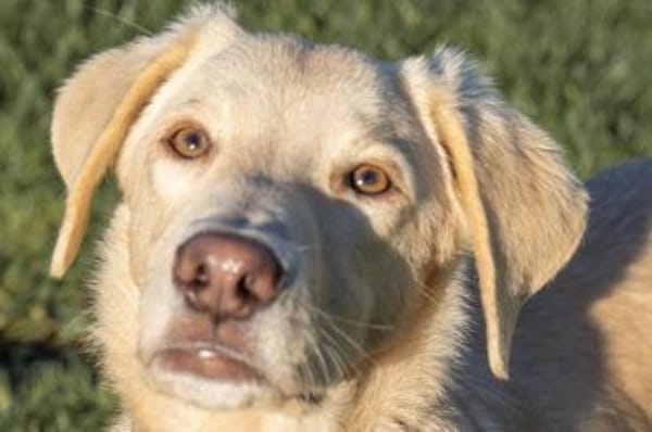 Lucio - wartet in 45549 Sprockhövel