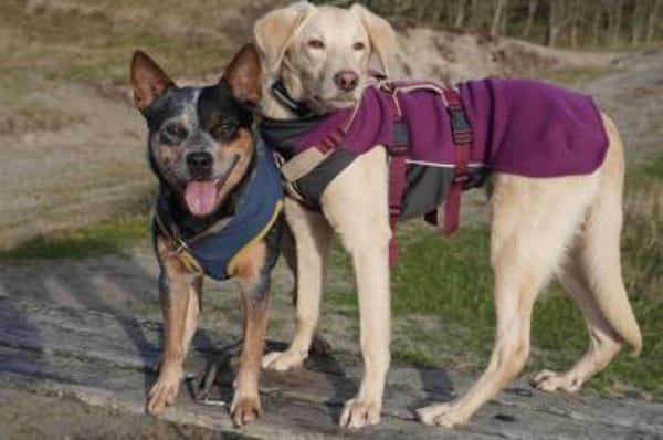 Lucio - wartet in 45549 Sprockhövel