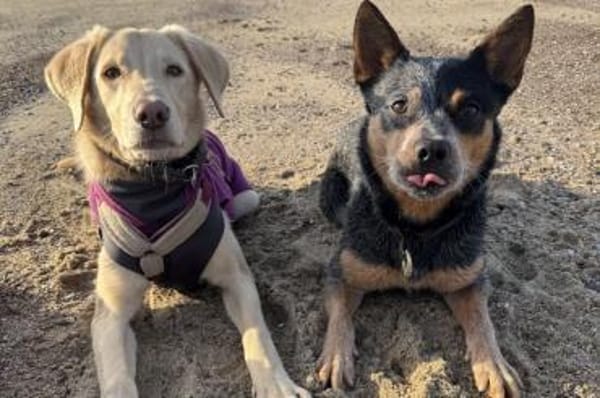 Lucio - wartet in 45549 Sprockhövel