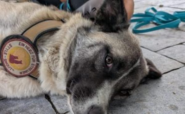 Bezaubert dich der hübsche Zac?