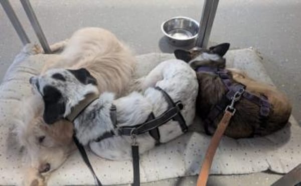 Spotty sucht hundeerfahrene Menschen