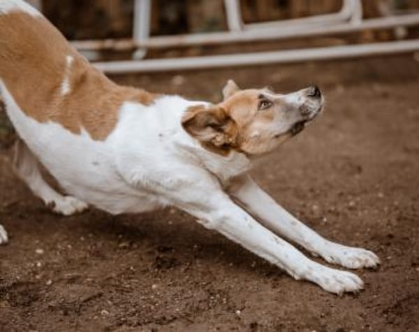 Darf Draga bei dir einziehen?