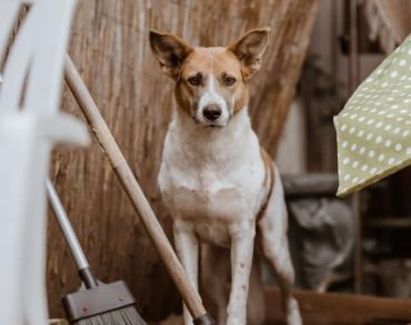 Darf Draga bei dir einziehen?