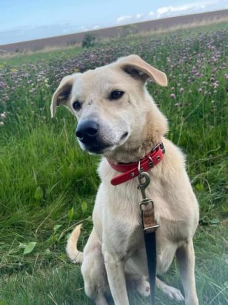 GUSTAV * gezähmter -schwerer Junge-