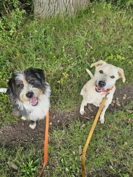 GUSTAV * gezähmter -schwerer Junge-