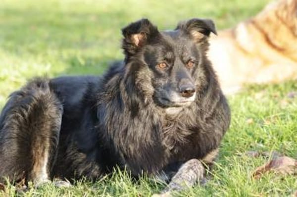 RENI ** gemütlich brav verträglich