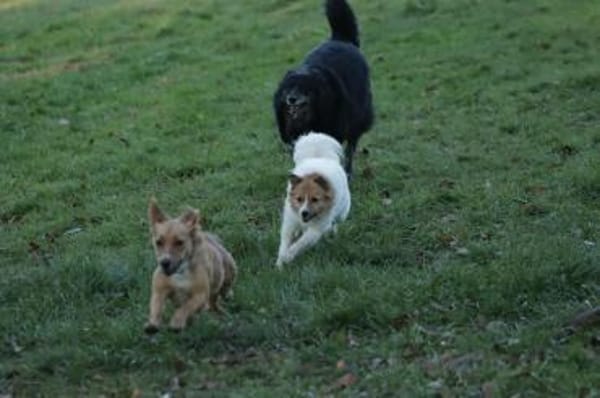 RENI ** gemütlich brav verträglich