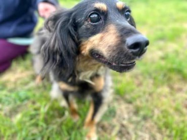 Michel sucht die Nadel im Heuhaufen🍀