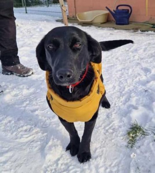 Polla eine schwarze Schönheit