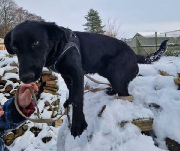 Polla eine schwarze Schönheit