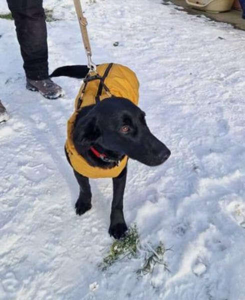 Polla eine schwarze Schönheit