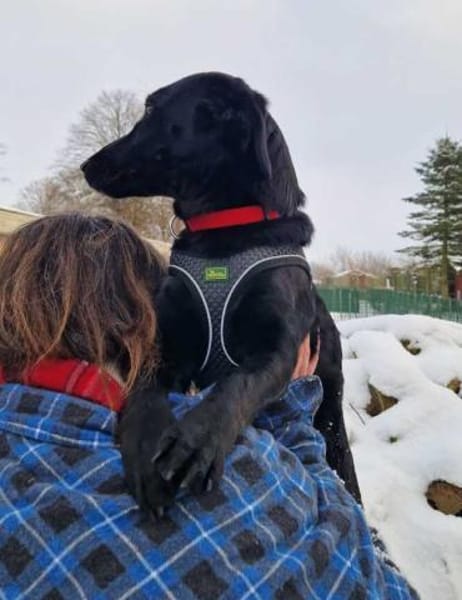 Polla eine schwarze Schönheit