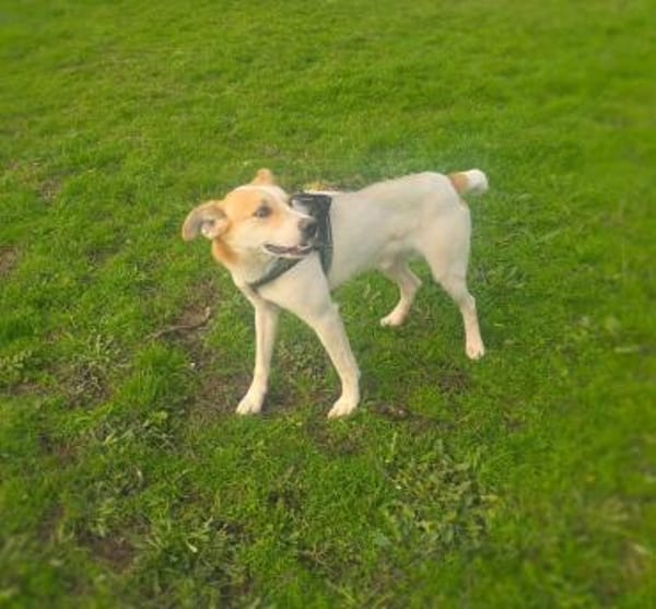 Marco ein toller Familienhund