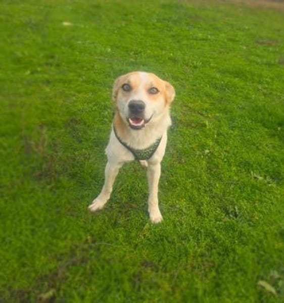 Marco ein toller Familienhund