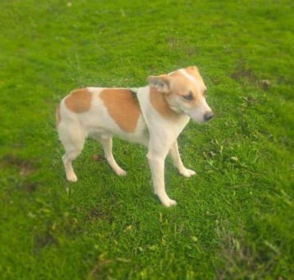 Marco ein toller Familienhund