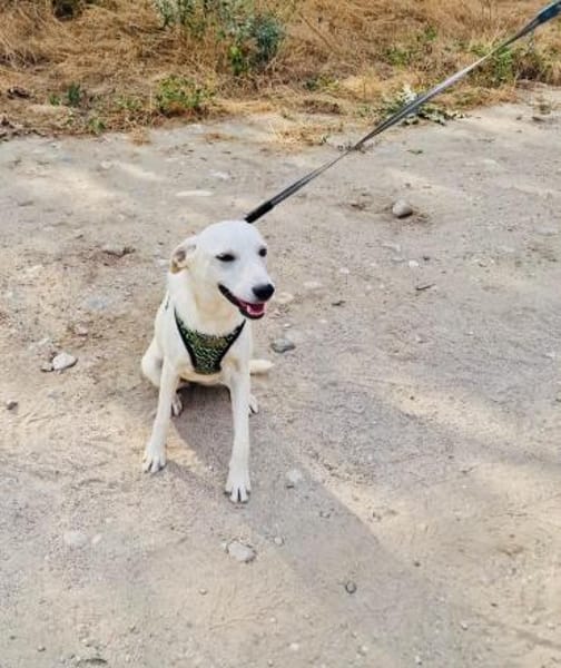 Pamela ein liebes Mädchen