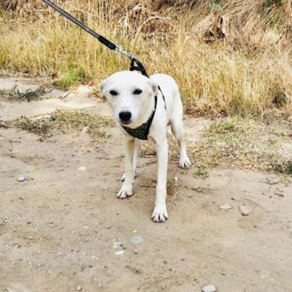 Pamela ein liebes Mädchen