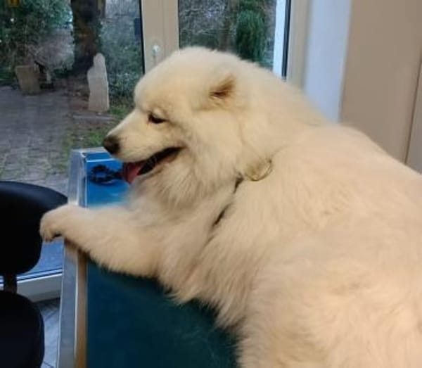 Samojedenhündin Aisa-sehr verschmust