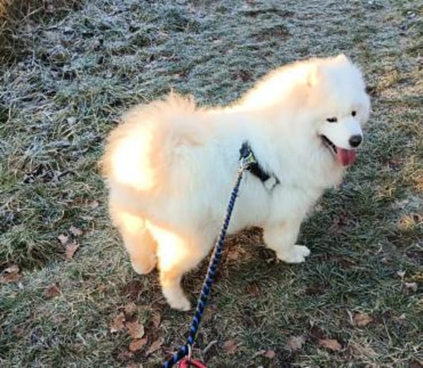 Samojedenhündin Aisa-sehr verschmust