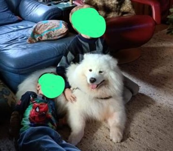 Samojedenhündin Aisa-sehr verschmust