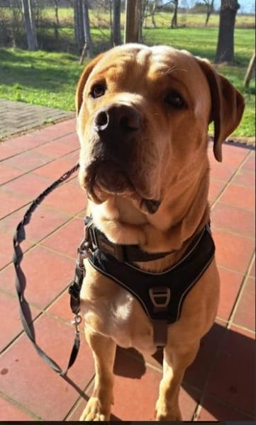 Bobby sucht ein ruhiges Zuhause