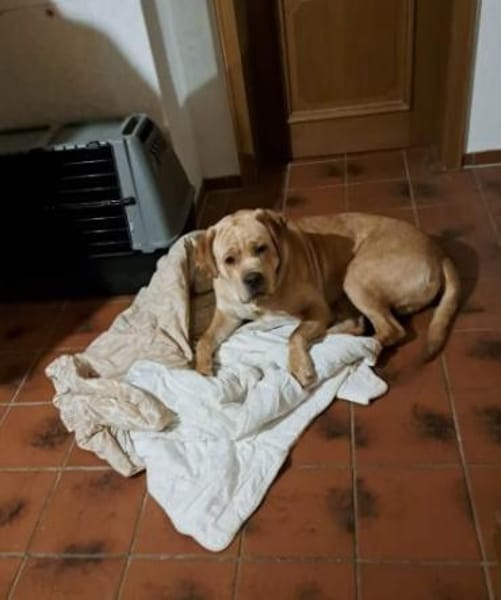 Bobby sucht ein ruhiges Zuhause