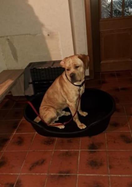 Bobby sucht ein ruhiges Zuhause