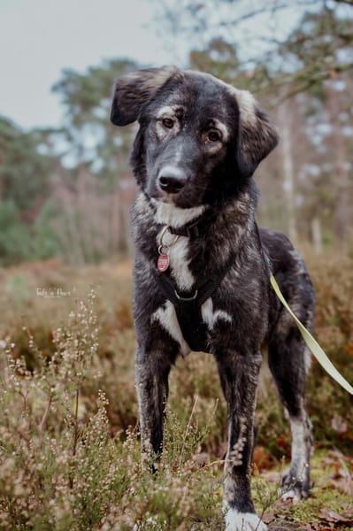 Drops sucht seine Menschen