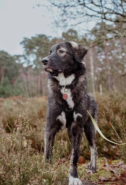 Drops sucht seine Menschen