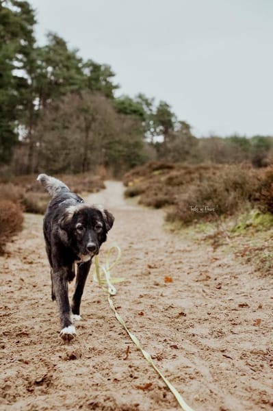 Drops sucht seine Menschen