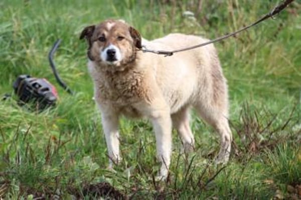 Khana - sehr kinderlieb u. verschmust