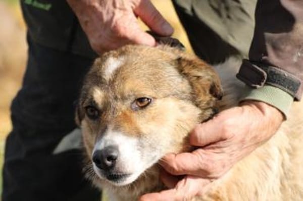 Khana - sehr kinderlieb u. verschmust