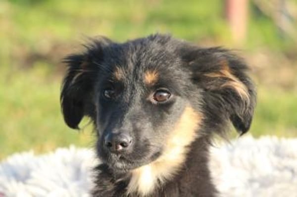 Hundemädchen Lani sucht ihr Glück...