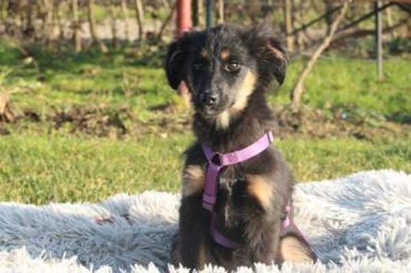 Hundemädchen Lani sucht ihr Glück...