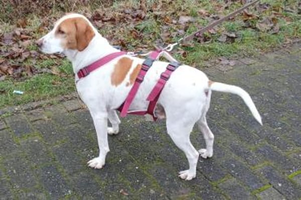 Arancina - wartet in 59387 Ascheberg