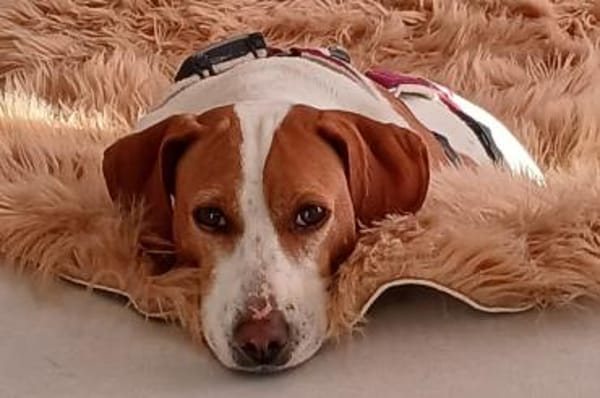 Arancina - wartet in 59387 Ascheberg