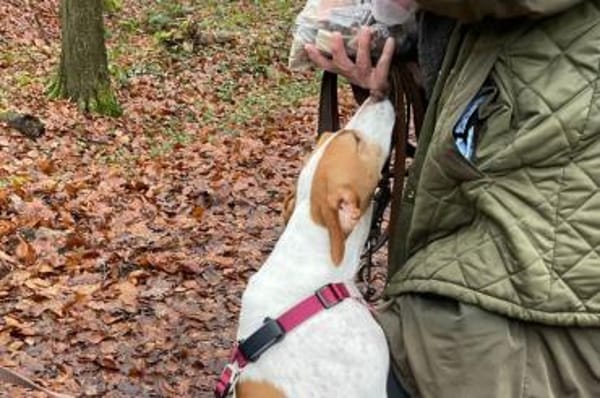 Arancina - wartet in 59387 Ascheberg